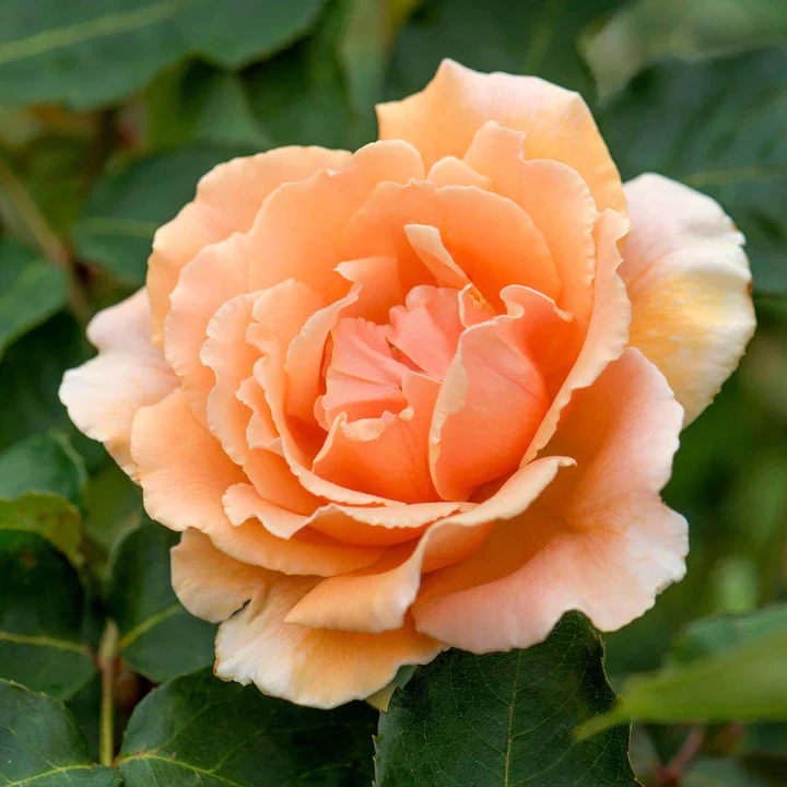 Rosa Just Joey
