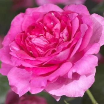Rosa (K) Chaplins Pink Climber - Image 3