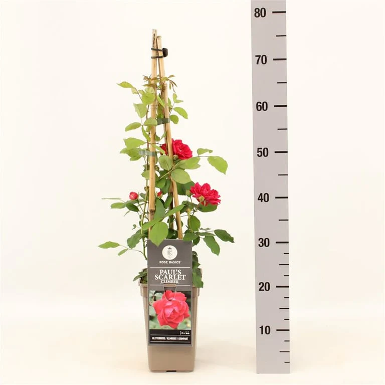 Rosa (K) Pauls Scarlet Climber  S-pot(2,25 L) - Image 3