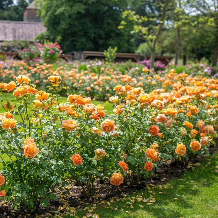 Rosa Lady of Shalott - Image 4