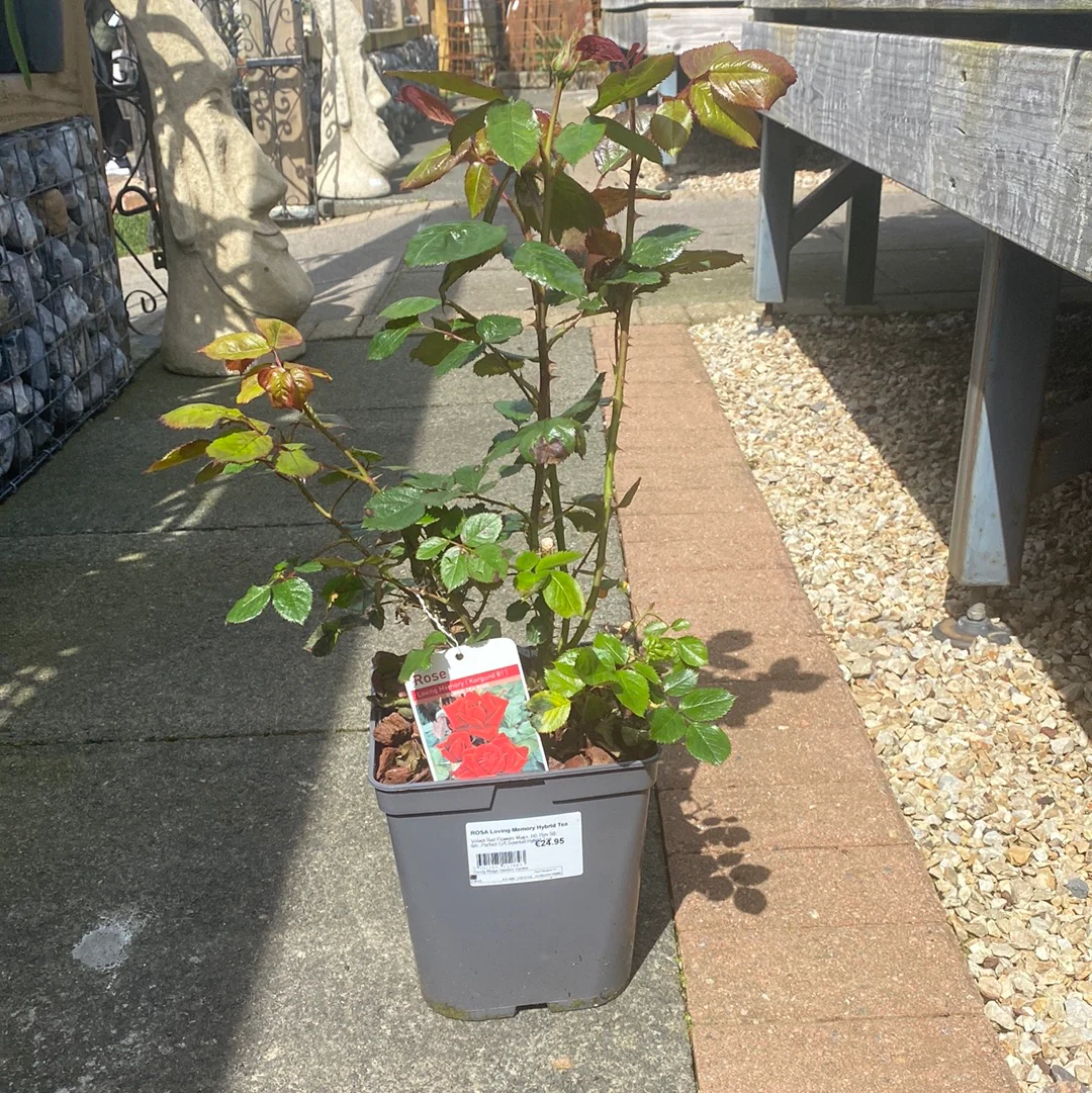 ROSA Loving Memory Hybrid Tea - Image 2