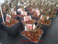 ROSA Loving Memory Hybrid Tea - Image 3
