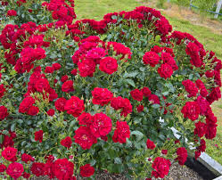 ROSA LUCKY STARS - Image 2