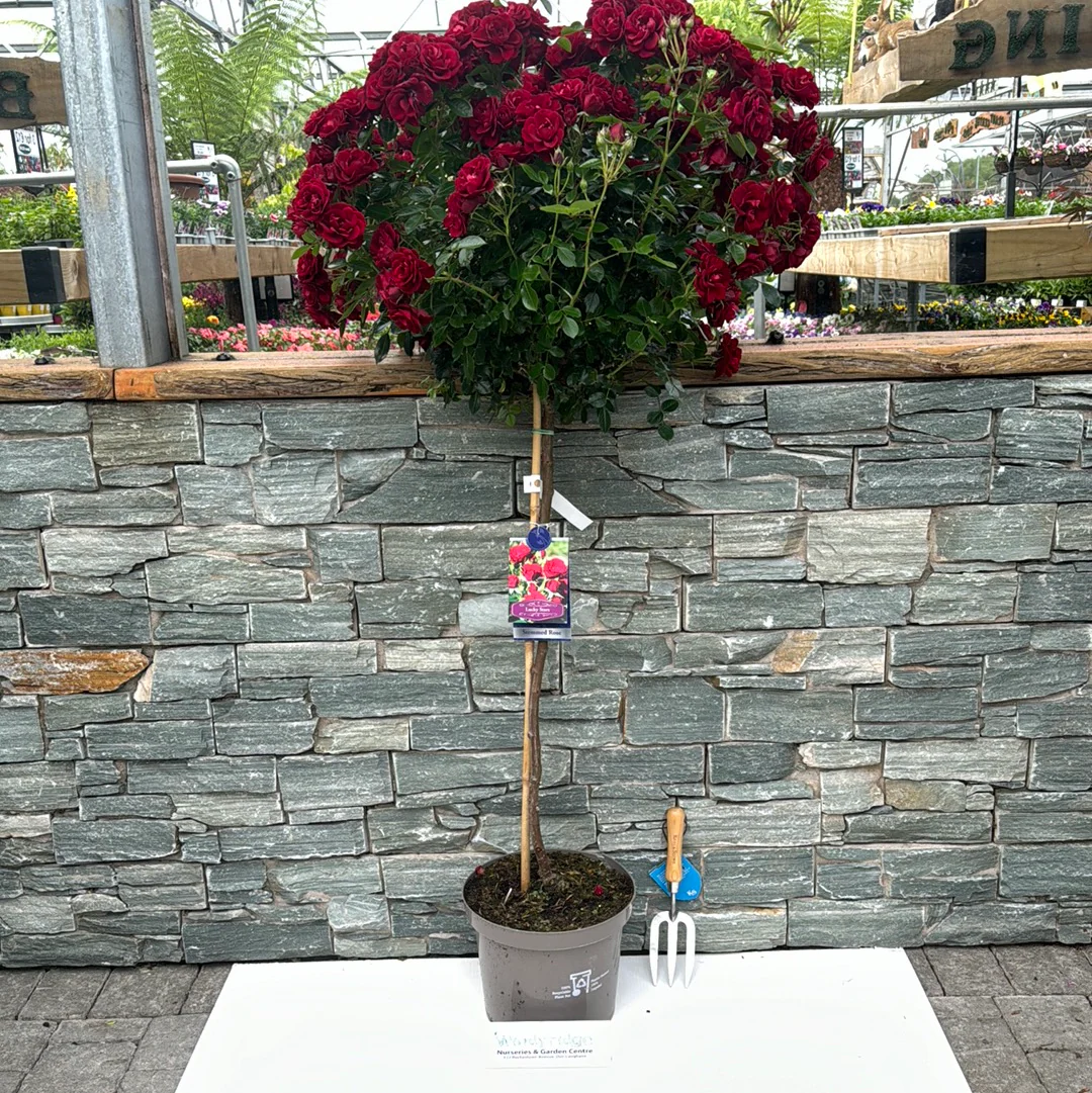 ROSA LUCKY STARS - Image 3