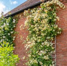Rosa Malvern Hills - Image 2