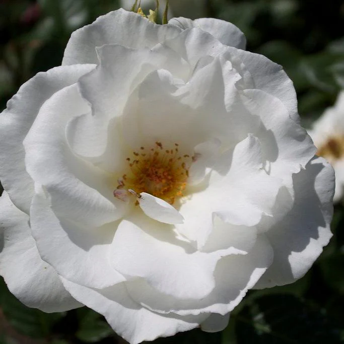 ROSA MARGARET MERRIL
