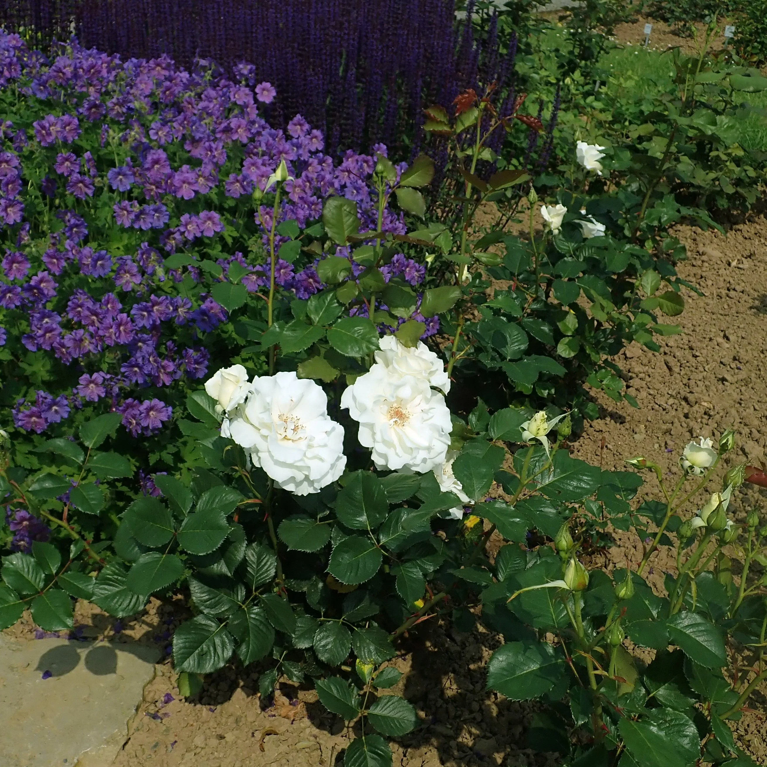 ROSA MARGARET MERRIL - Image 3