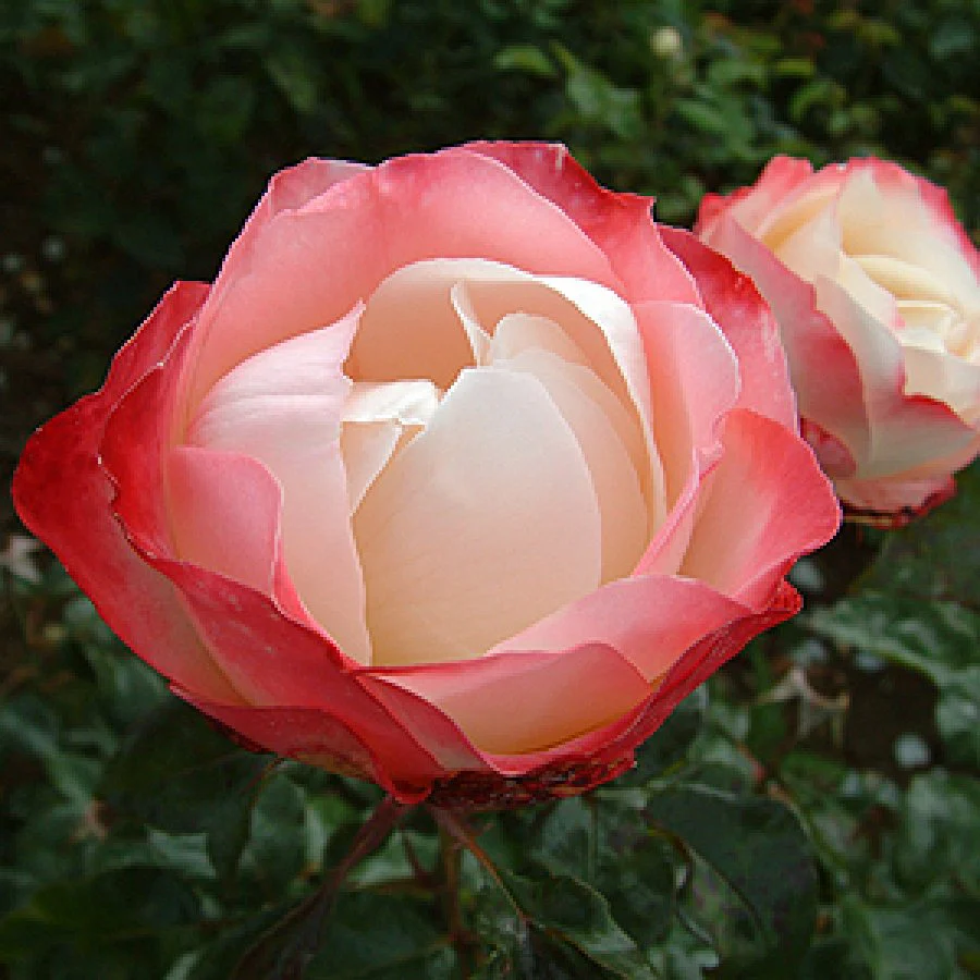 ROSA NOSTALGIA - Image 2