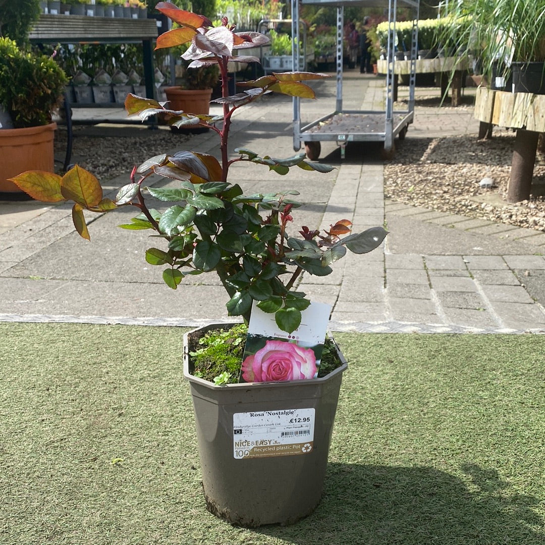 Rosa Nostalgie - Image 2