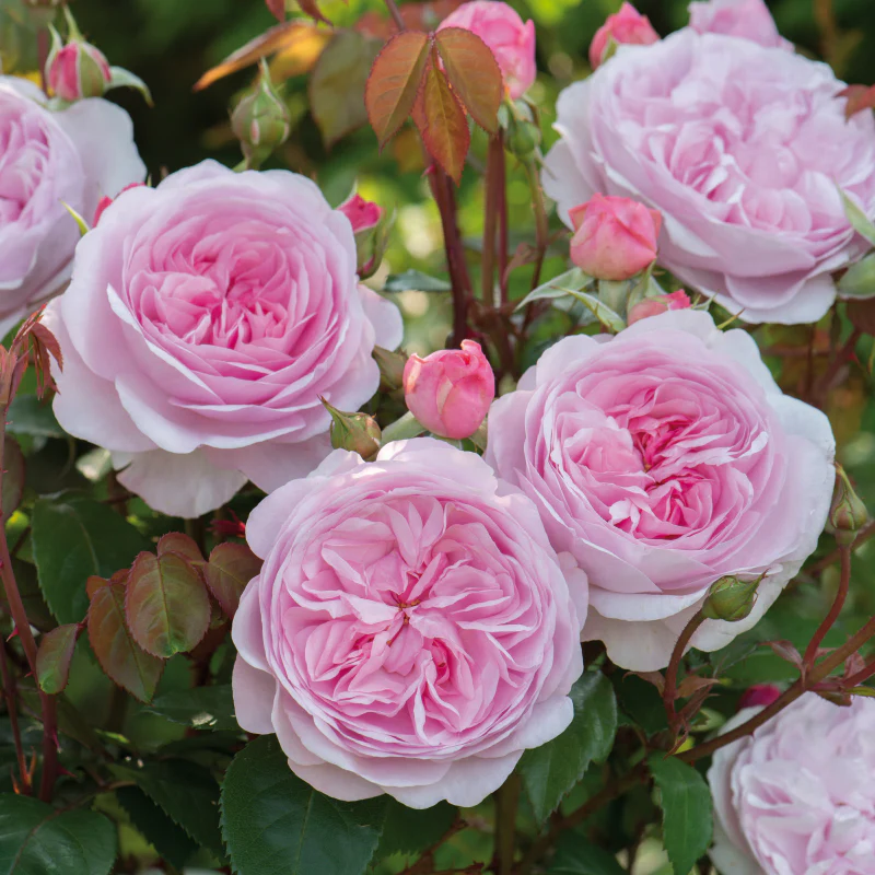 Rosa 'Olivia Rose Austin' - Image 2
