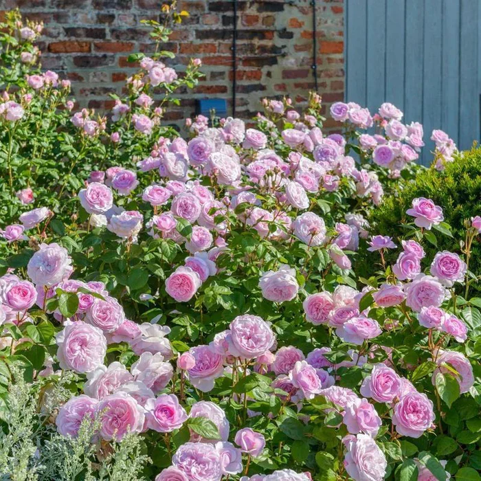 Rosa 'Olivia Rose Austin' - Image 3