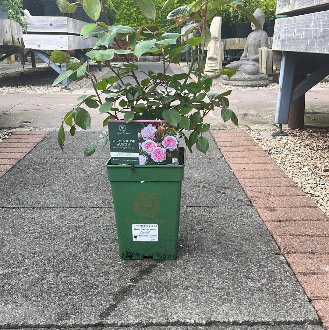 Rosa 'Olivia Rose Austin' - Image 4