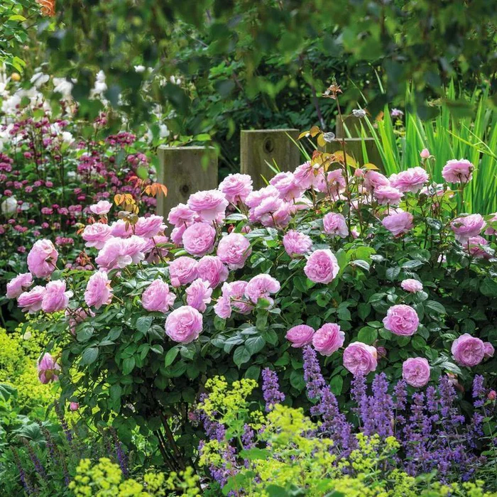 Rosa 'Olivia Rose Austin' - Image 6
