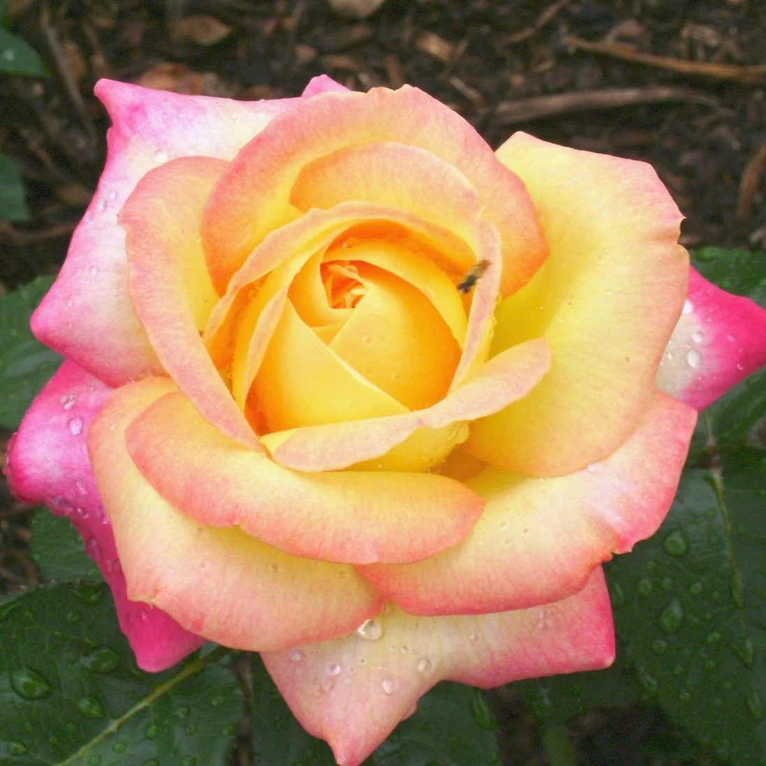 ROSA PEACE