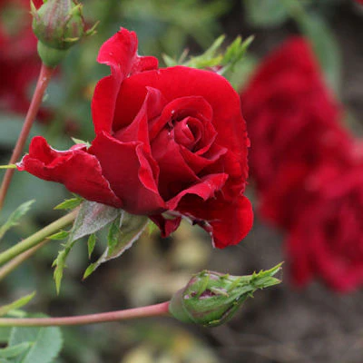 ROSA PETER PAN