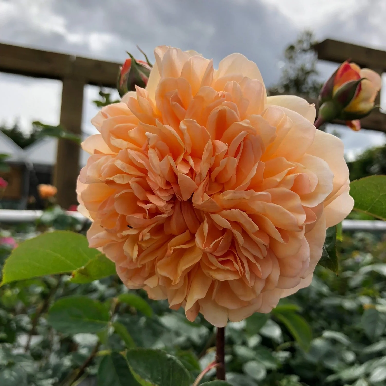 Rosa 'Port Sunlight' - Image 3