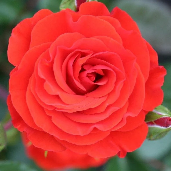 ROSA PRECIOUS LOVE - Image 2
