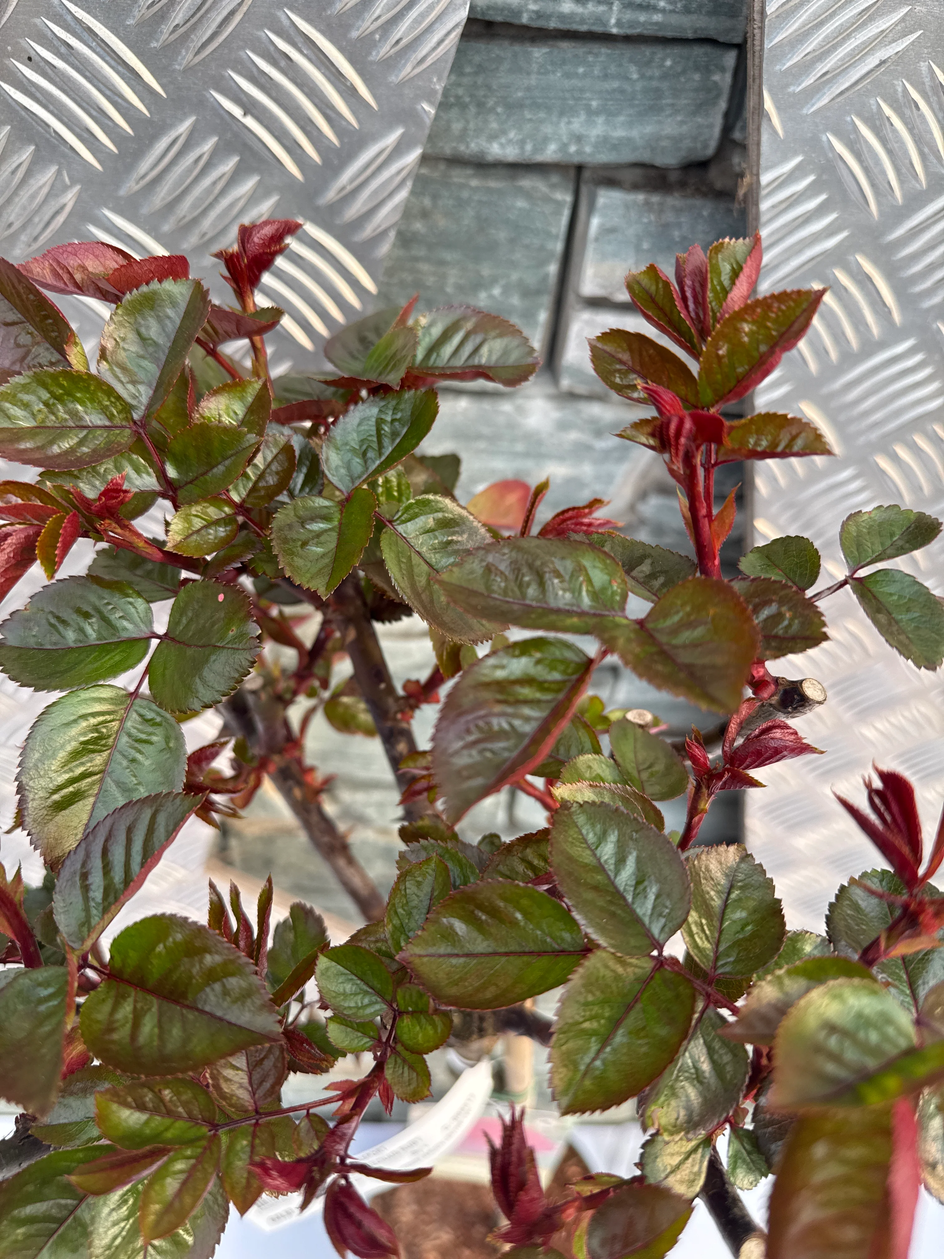 ROSA PRECIOUS RUBY Std 10ltr - Image 2