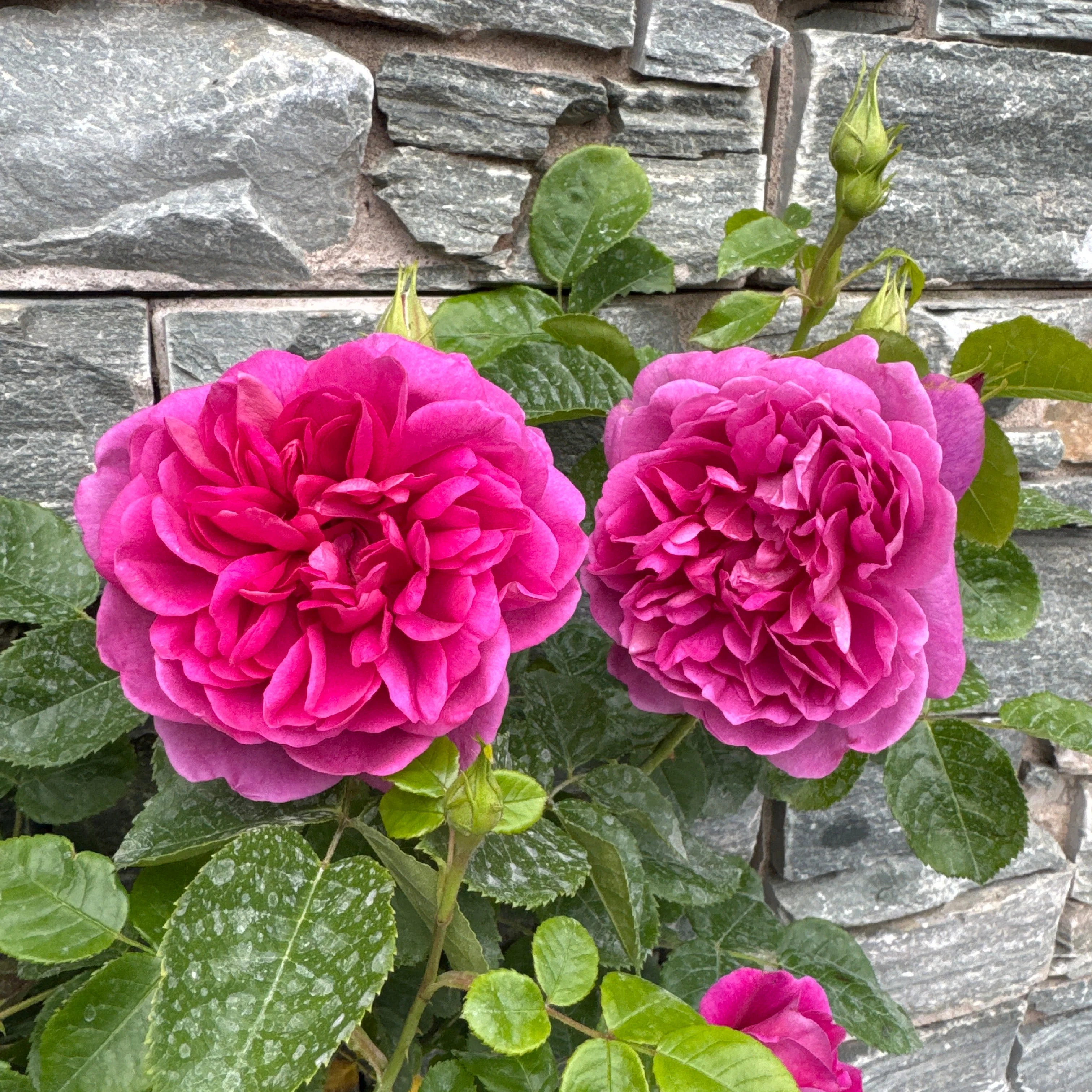 Rosa Princess Anne - Image 2