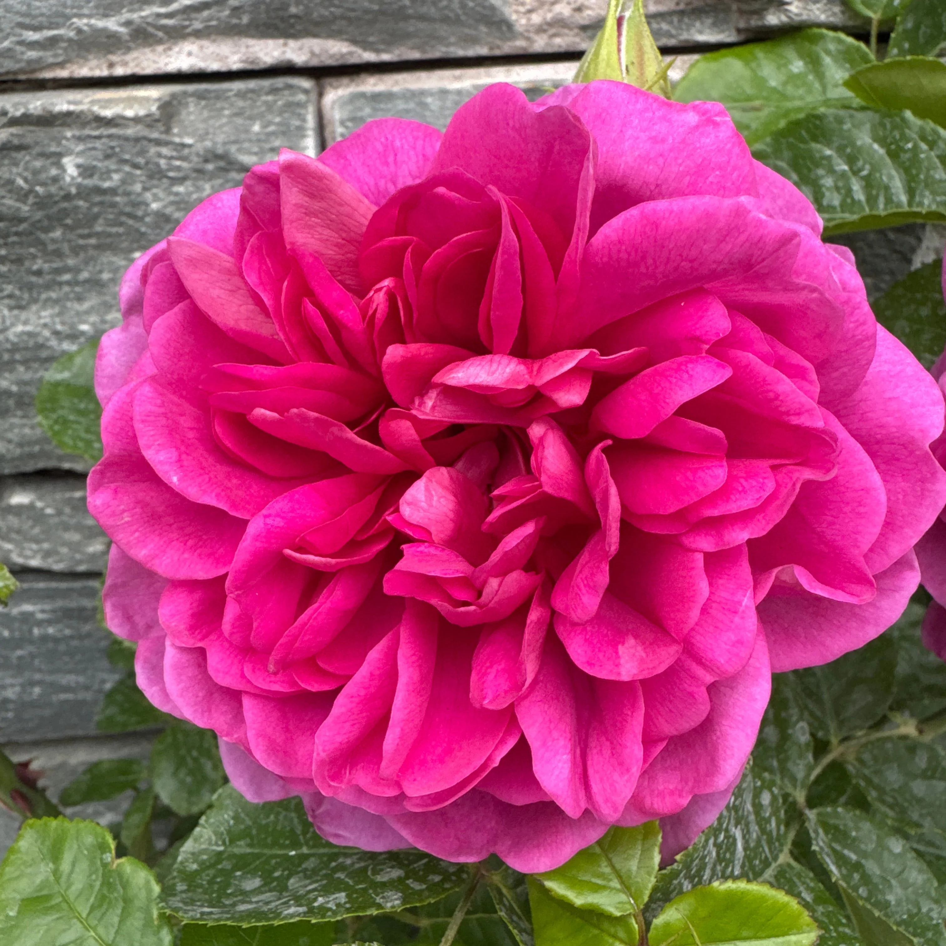 Rosa Princess Anne - Image 3