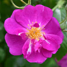 ROSA PURPLE SKYLINER - Image 2