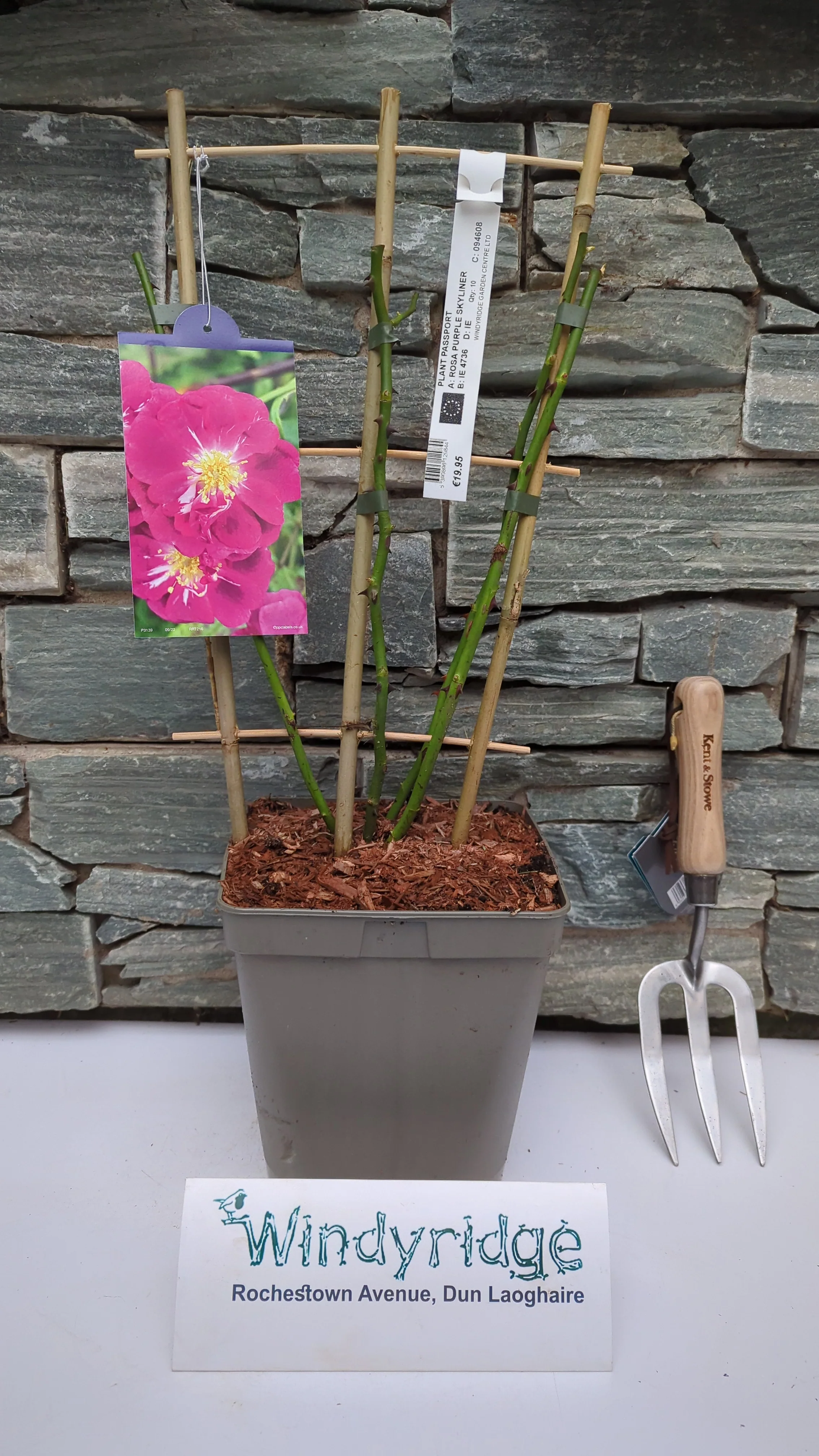 ROSA PURPLE SKYLINER - Image 3