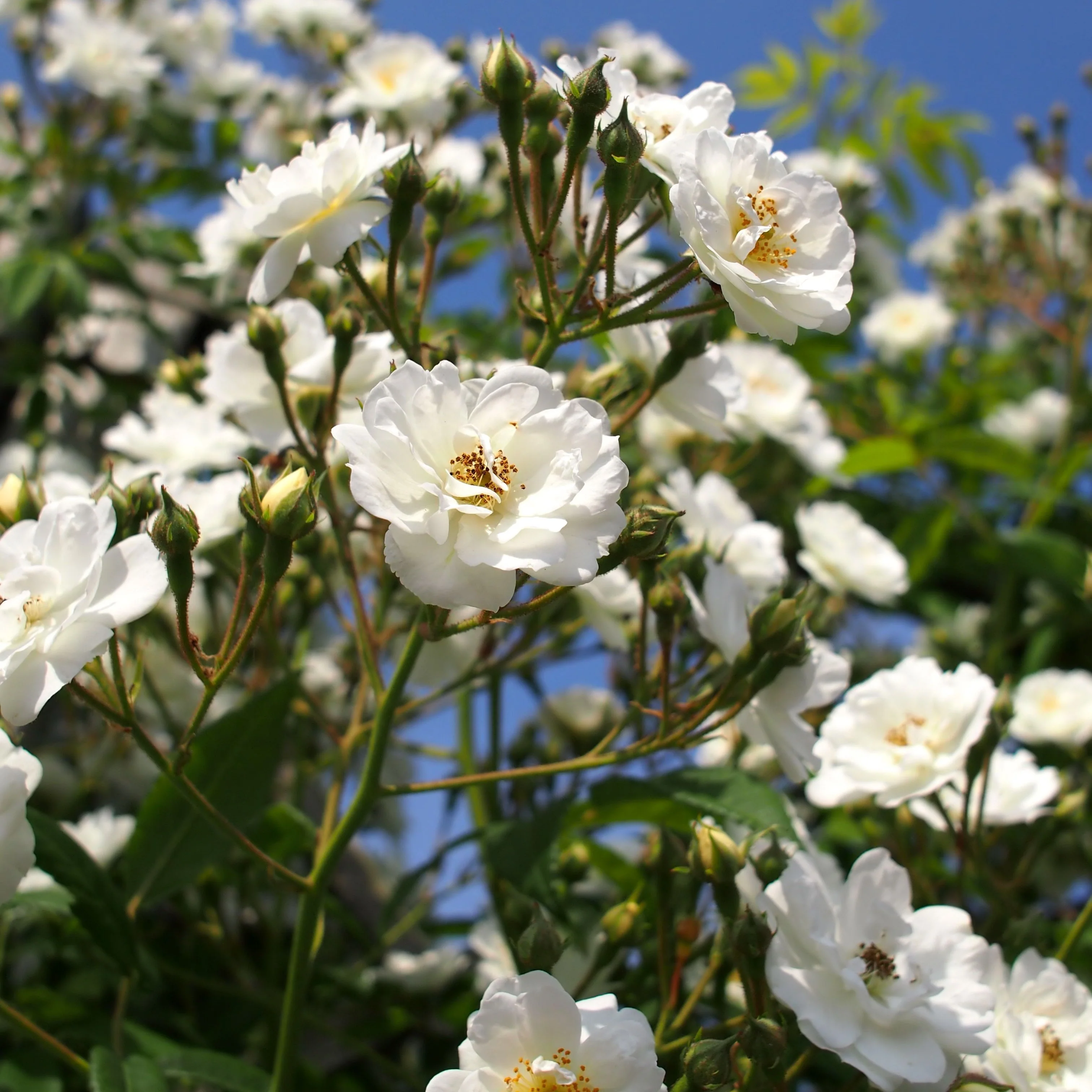 ROSA RAMBLING RECTOR - Image 2