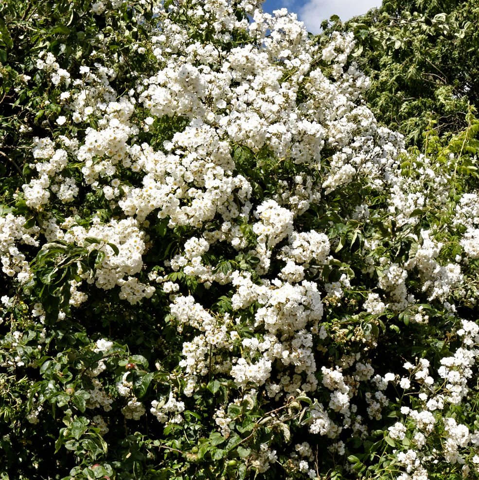 ROSA RAMBLING RECTOR - Image 3
