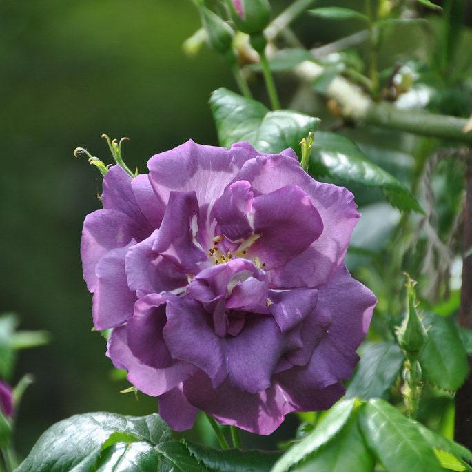 ROSA RHAPSODY IN BLUE