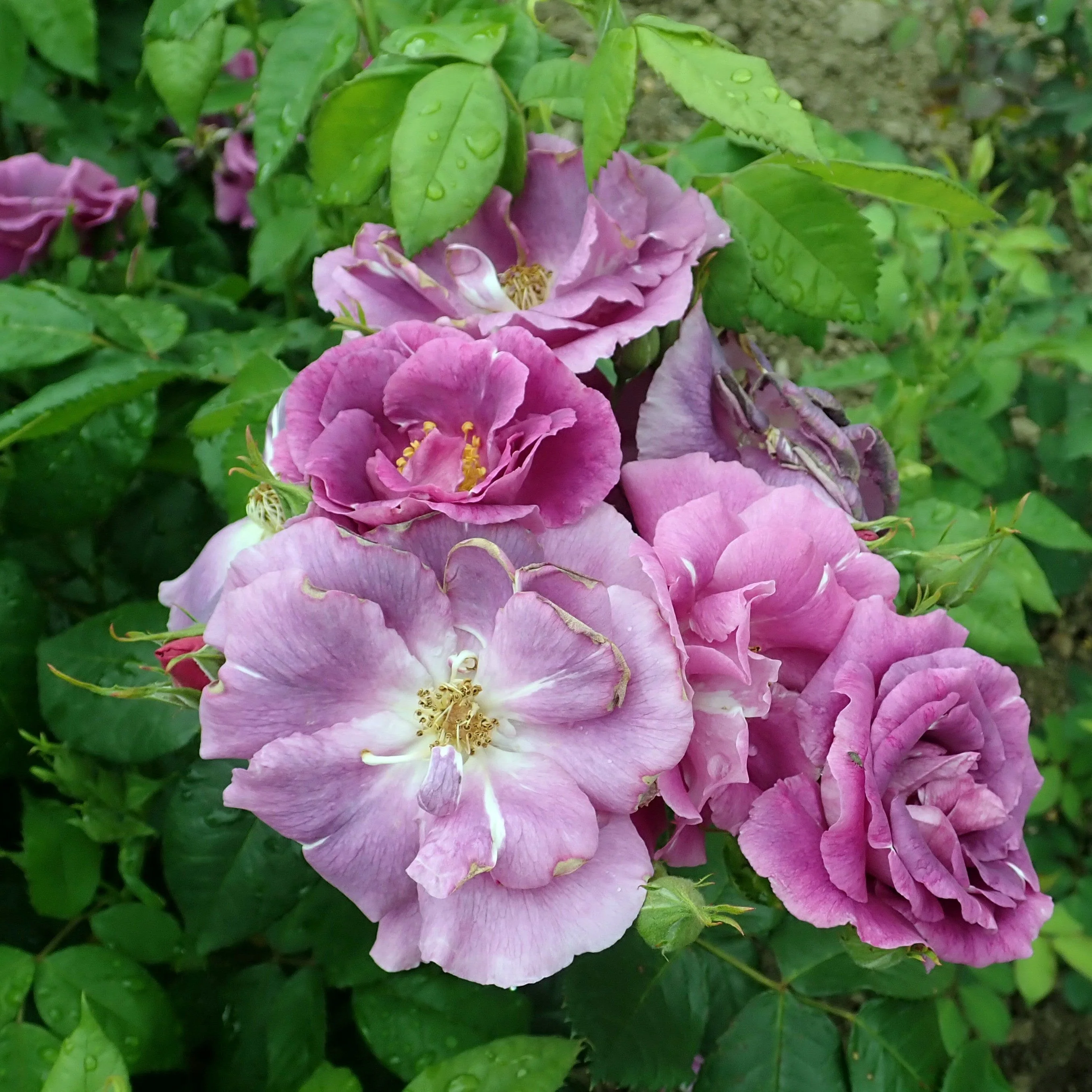 ROSA RHAPSODY IN BLUE - Image 3