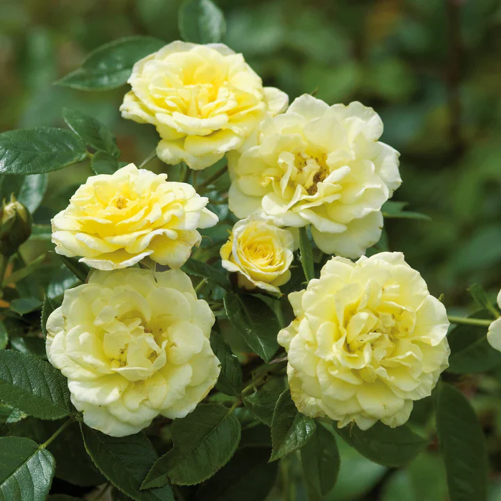 ROSA SUMMERTIME (Trellis) - Image 3