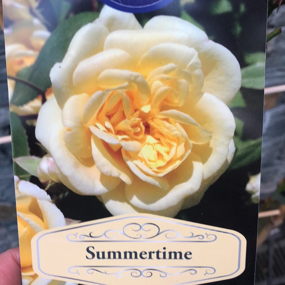 ROSA SUMMERTIME (Trellis) - Image 4