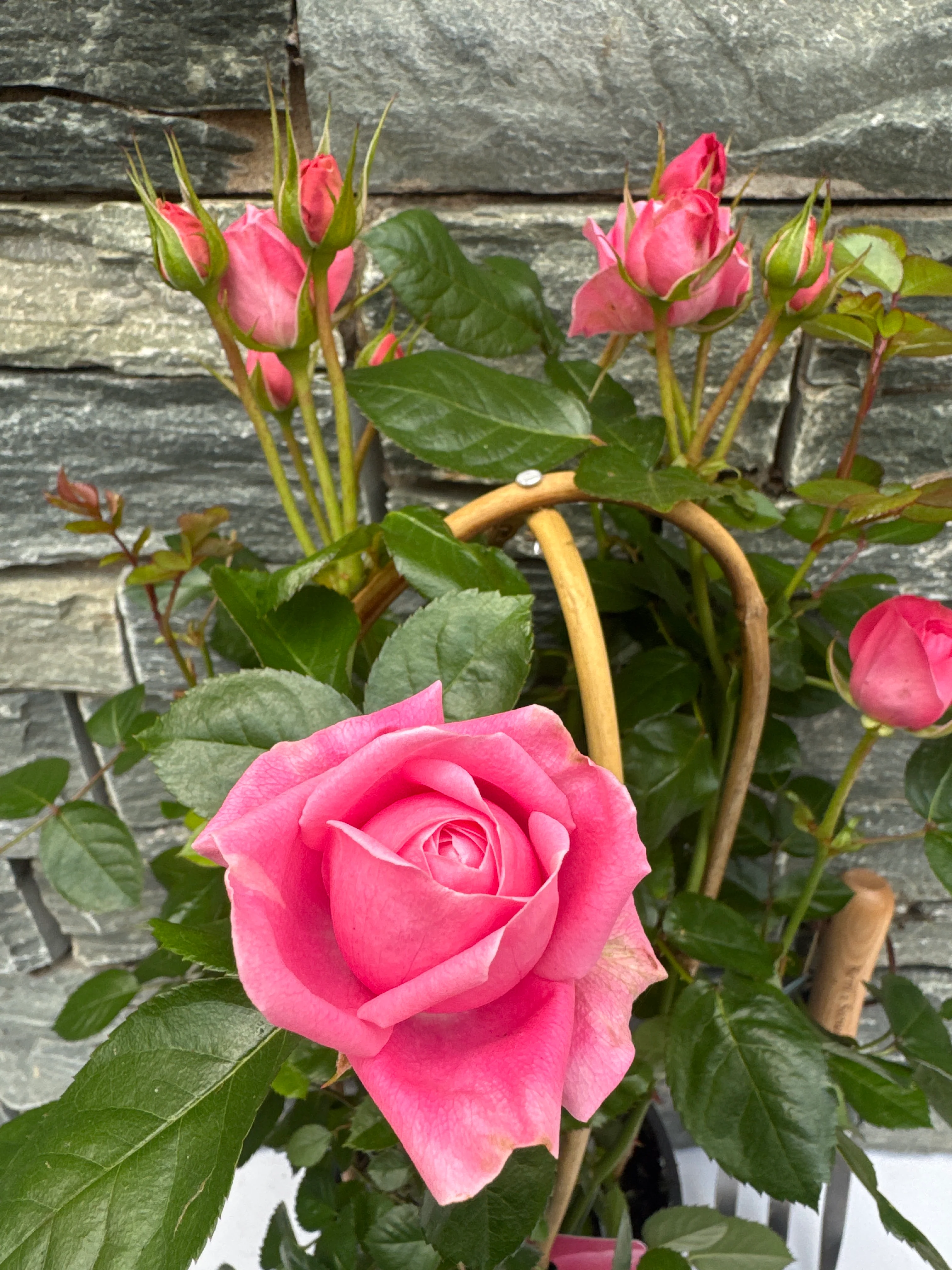 Rosa summerville Splendid - Image 3