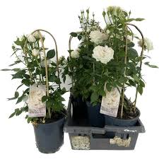 Rosa Summerville White - Image 3