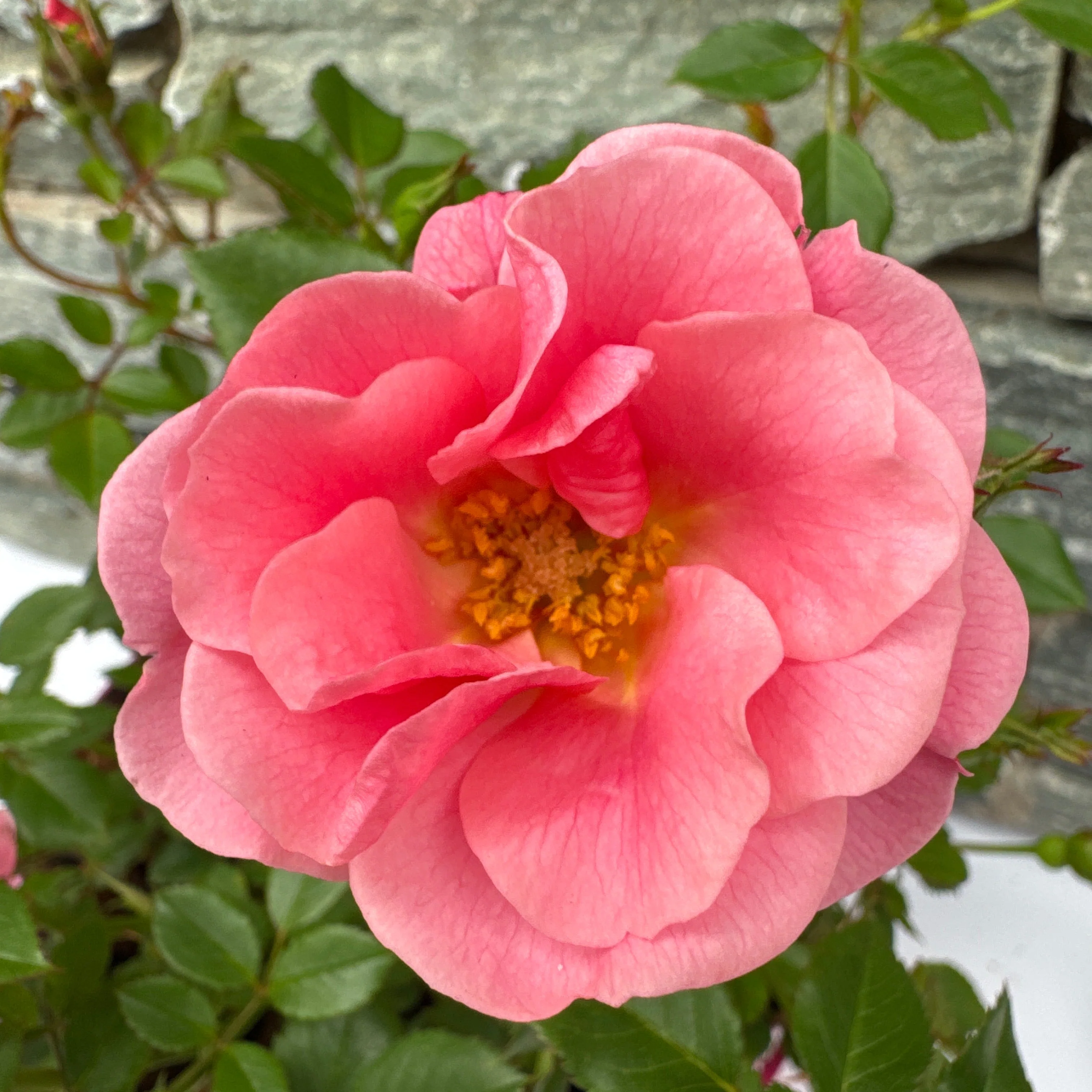 ROSA Sweet Cover - Image 2