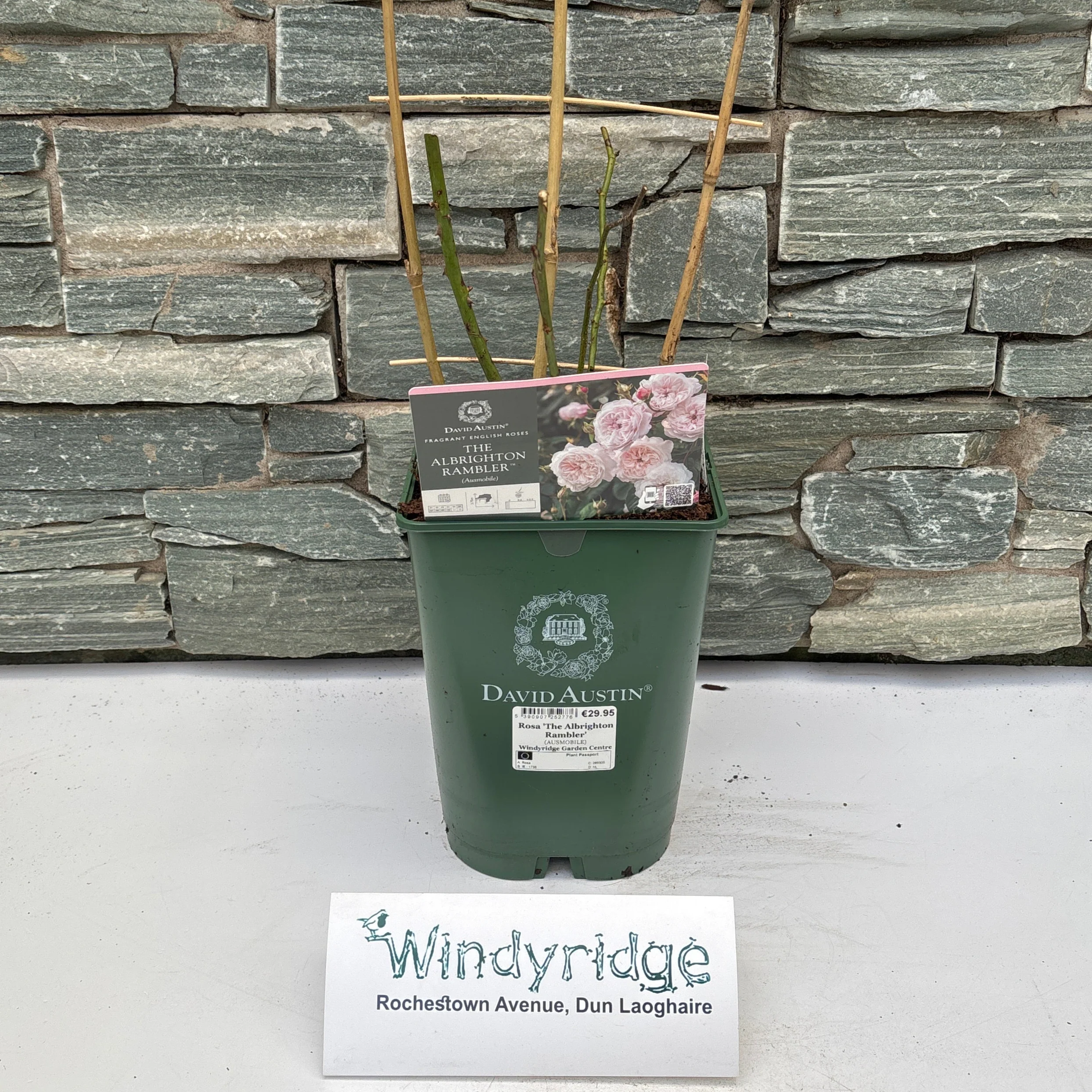 Rosa The Albrighton Rambler 6L - Image 2