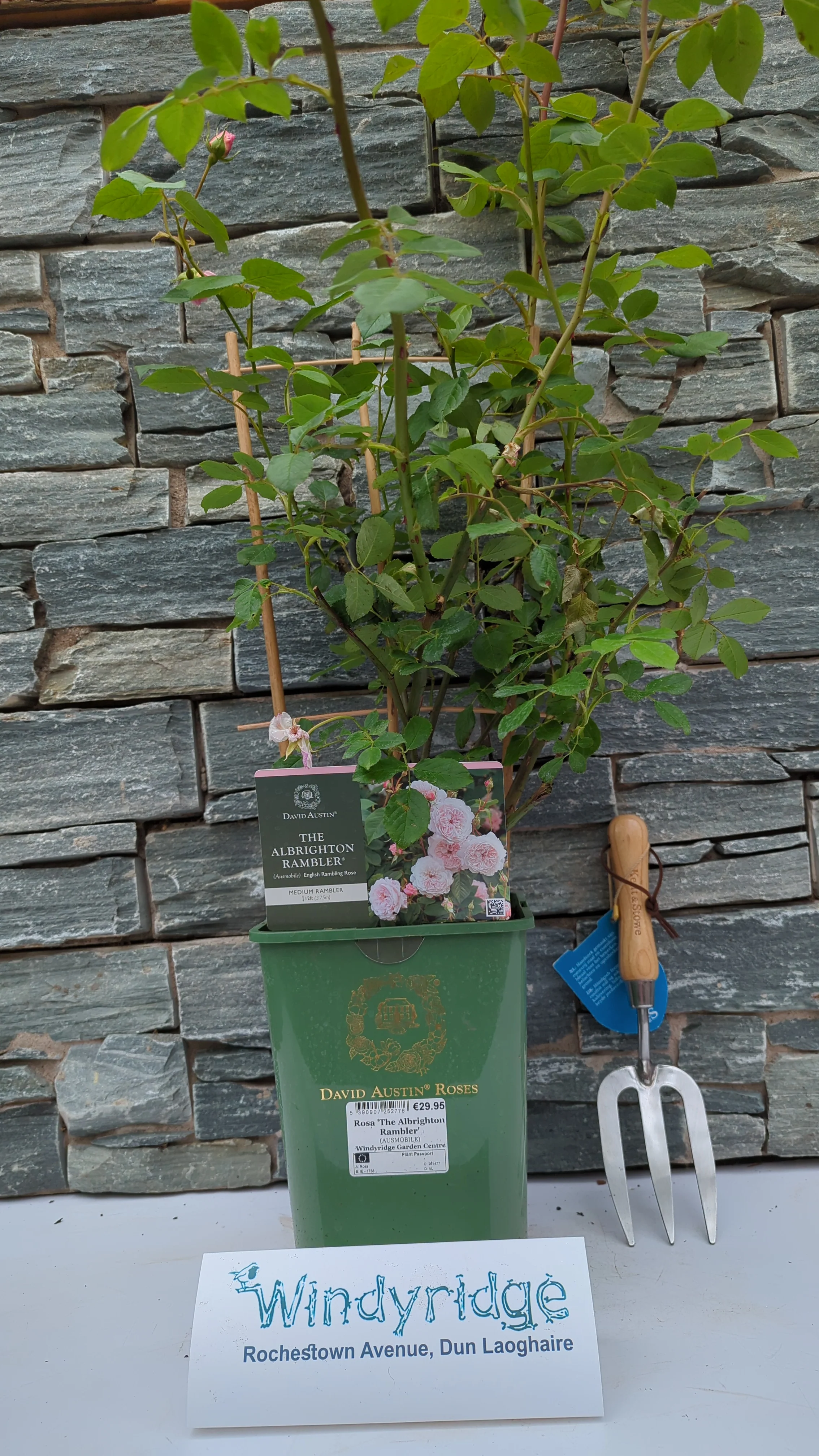 Rosa The Albrighton Rambler 6L - Image 4