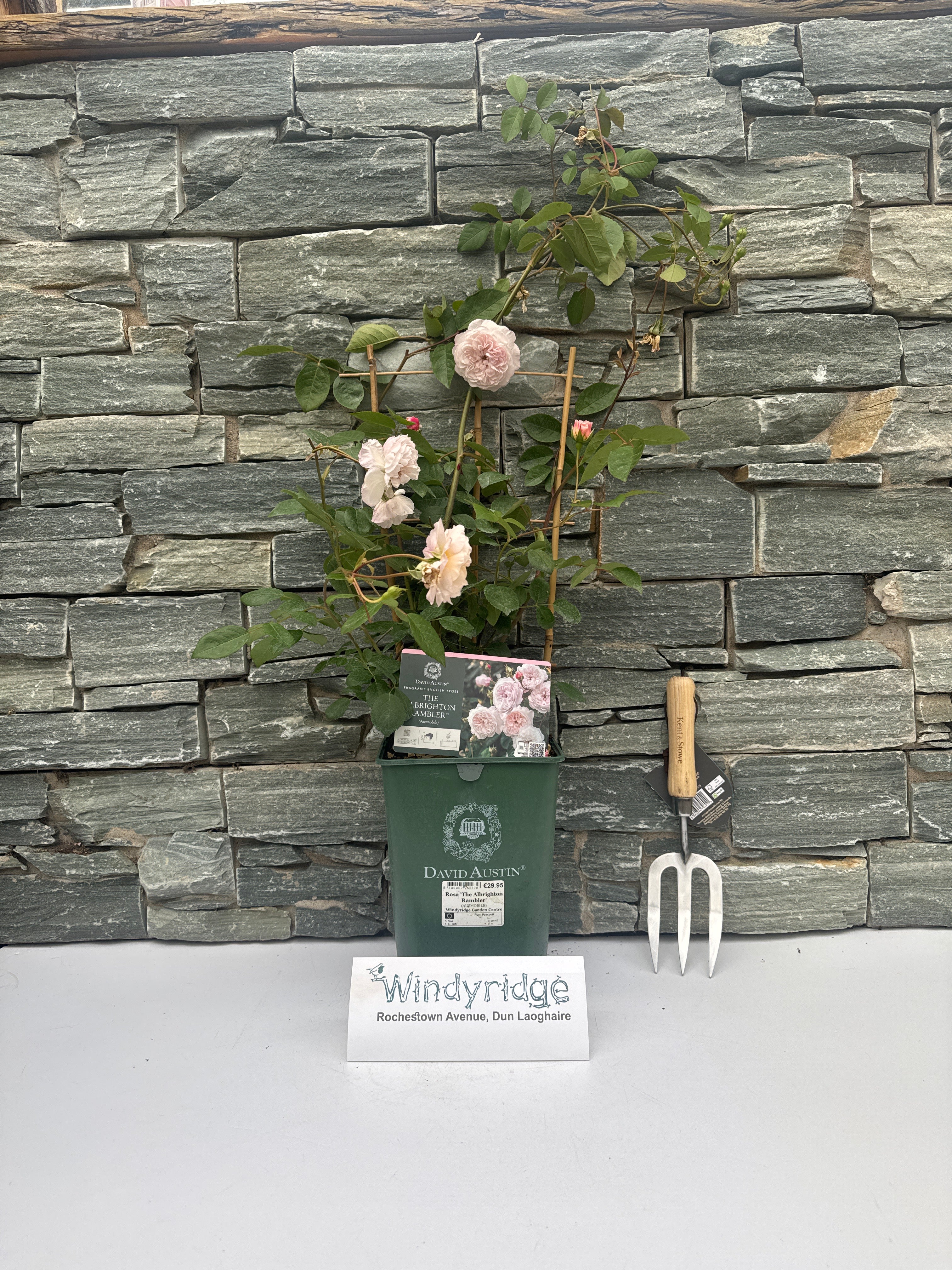 Rosa The Albrighton Rambler 6L - Image 5