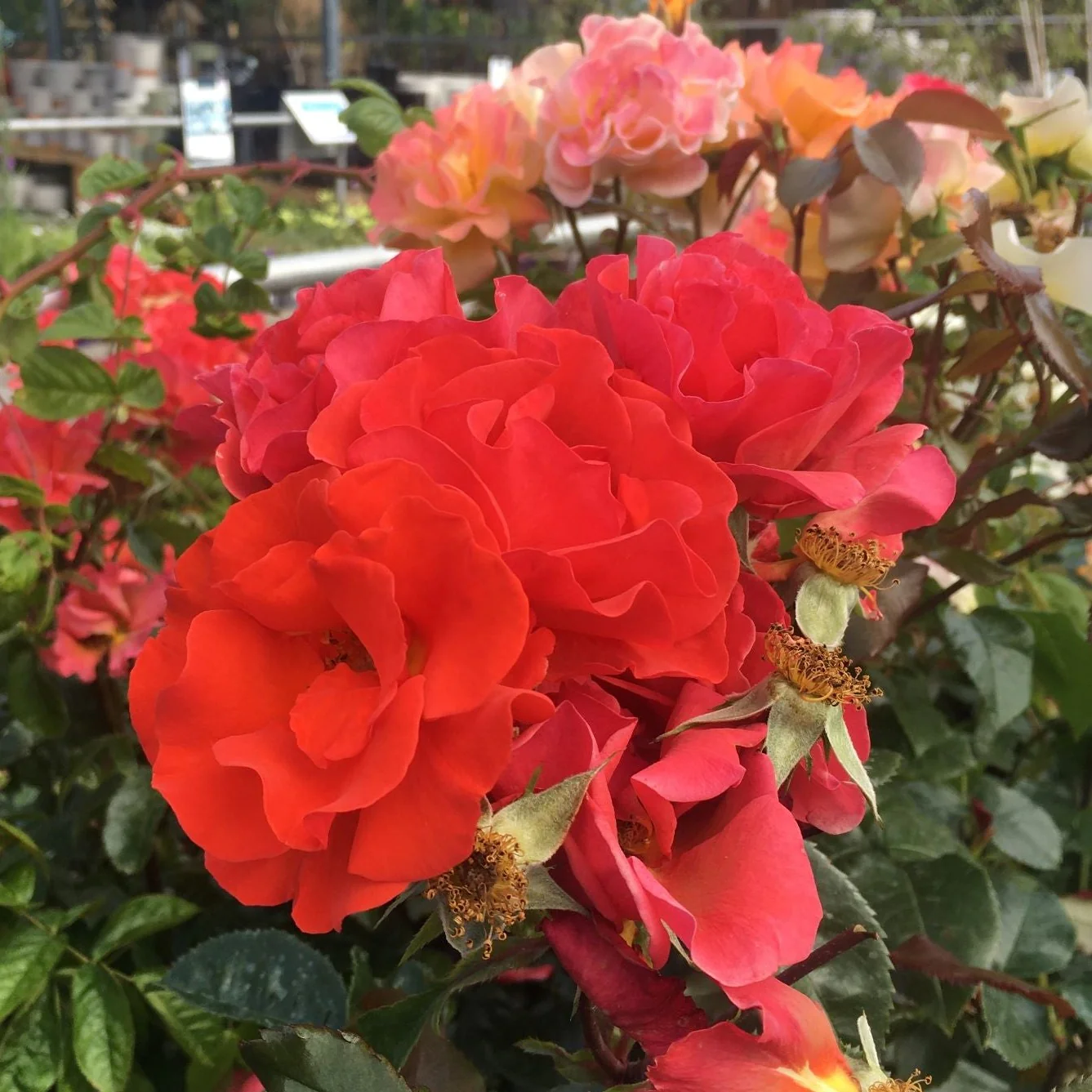ROSA TRUMPETER Half Standard