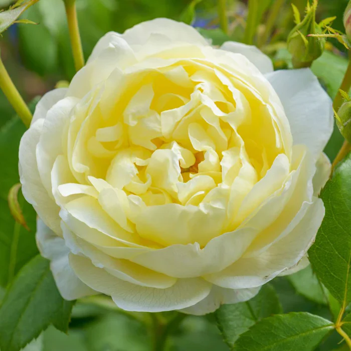 Rosa 'Vanessa Bell' - Image 2