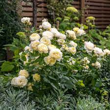 Rosa 'Vanessa Bell' - Image 3