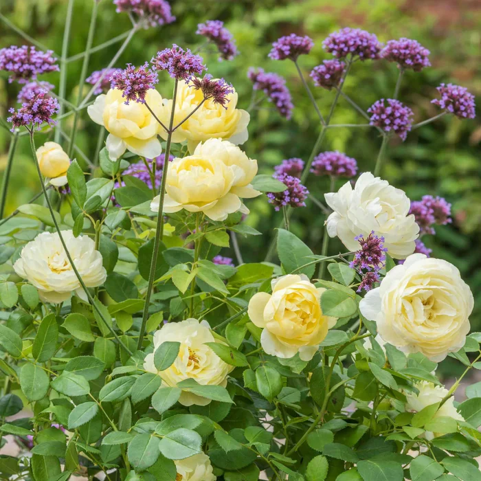 Rosa 'Vanessa Bell' - Image 5