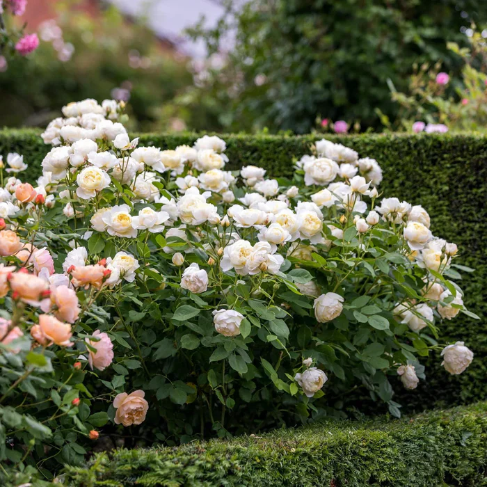 Rosa 'Vanessa Bell' - Image 6