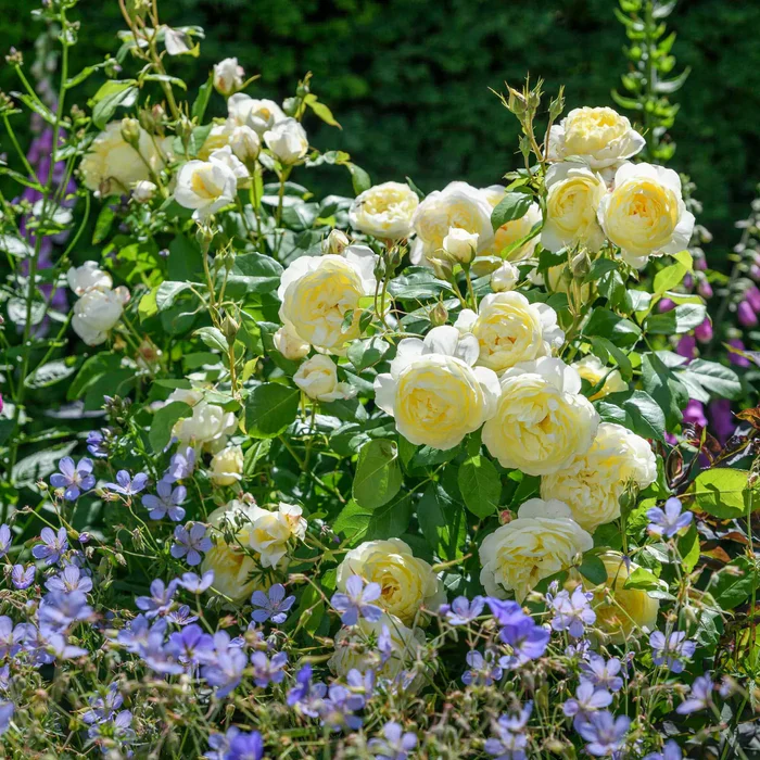 Rosa 'Vanessa Bell' - Image 7