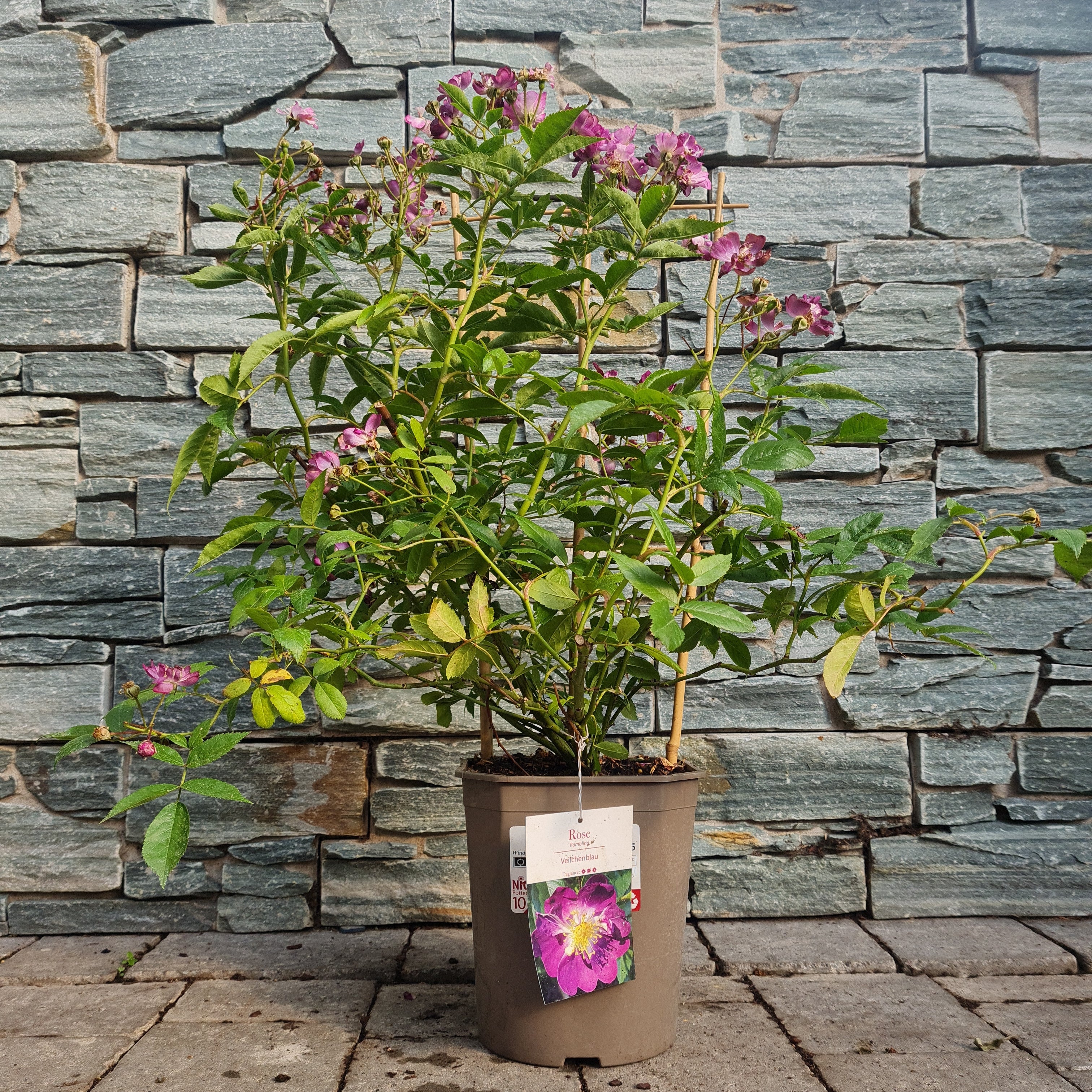 Rosa Veilchenblau - Image 2
