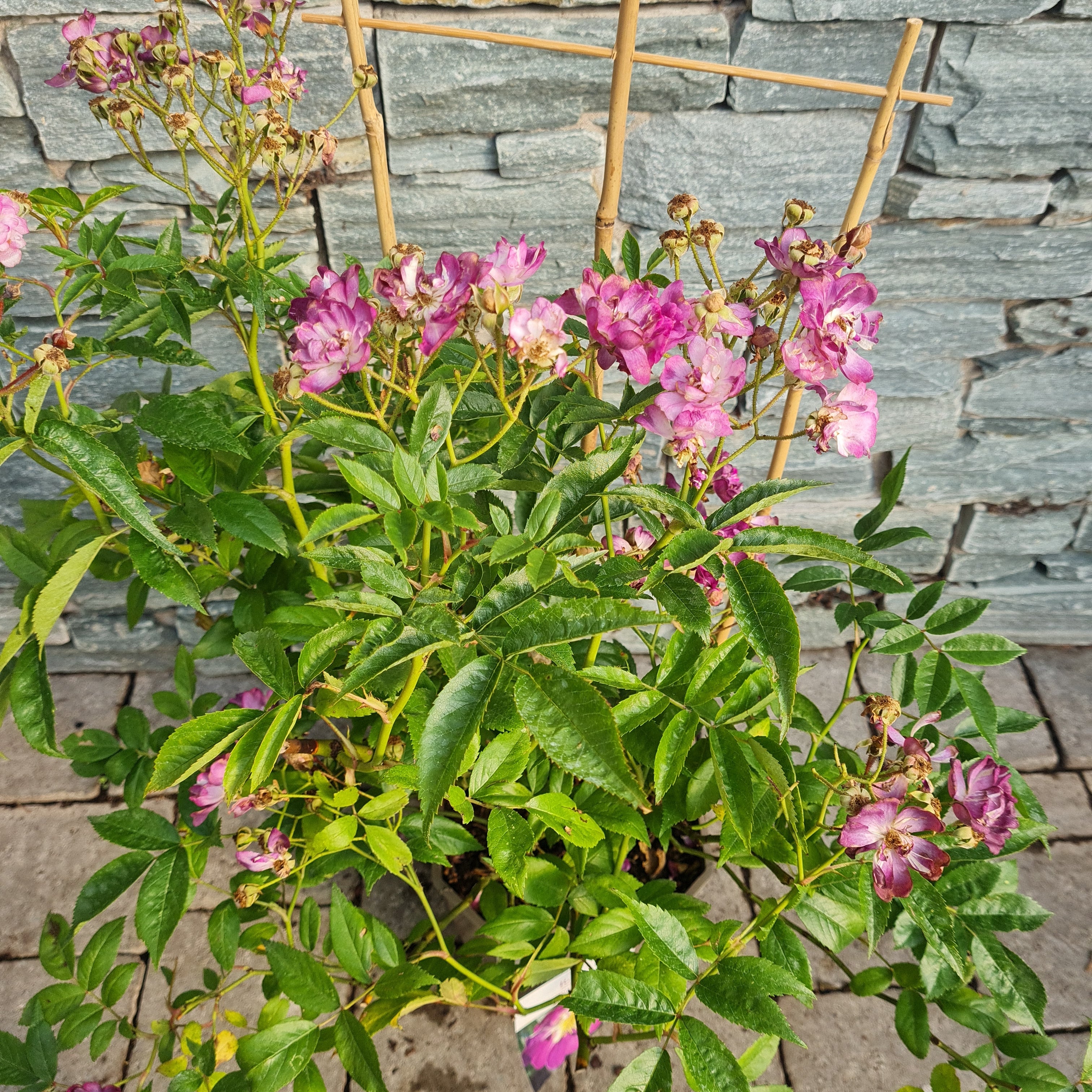Rosa Veilchenblau - Image 3