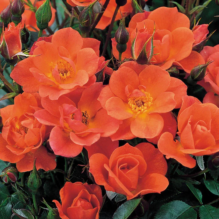 ROSA WARM WELCOME (Trellis)