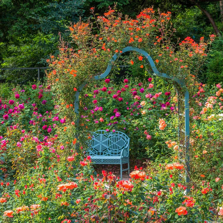 ROSA WARM WELCOME (Trellis) - Image 2
