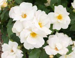 ROSA White Knock Out Shrub - Image 2