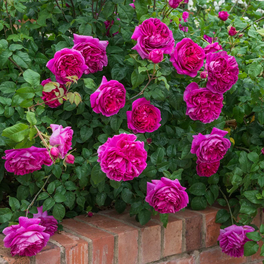 Rosa Young Lycidas - Image 3